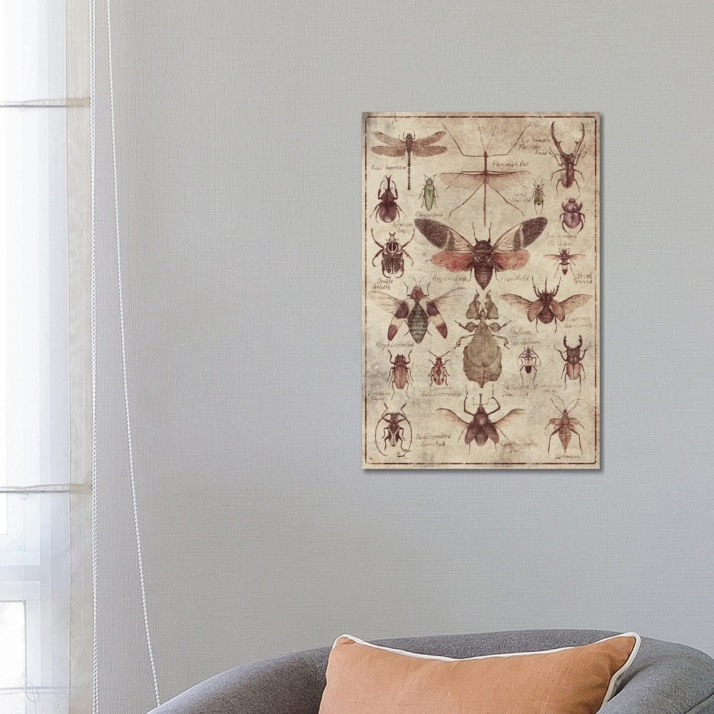 iCanvas "Vintage Insects" by Mike Koubou Canvas Print