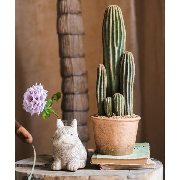 cactus for apartment Fairy Castle Cactus - Cactus Plant Delivery Near Me