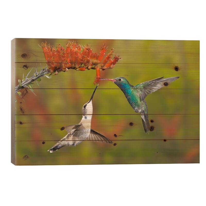Broad-Billed And Black-Chinned Hummingbirds Sharing An Ocotillo Bloom, Sonoran Desert, Arizona, USA Print On Wood by Don Grall - 26x40x1.5