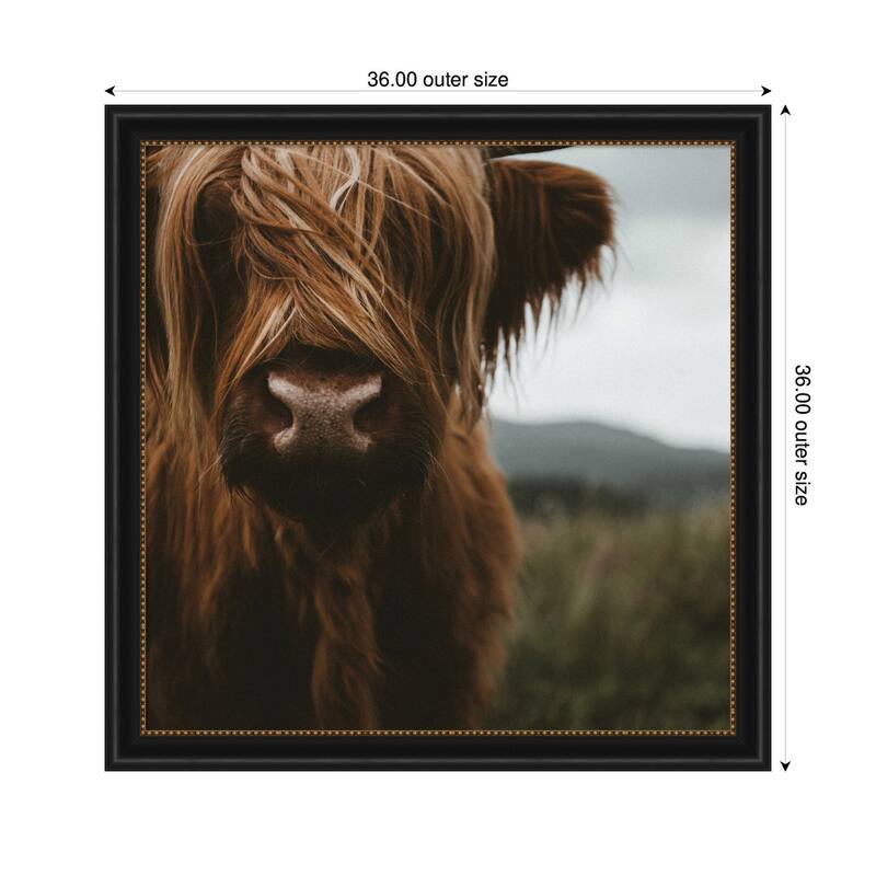Kate and Laurel Close Up of Scottish Highland Cattle Baby SQ by Michael Schauer Framed Wall Art Print