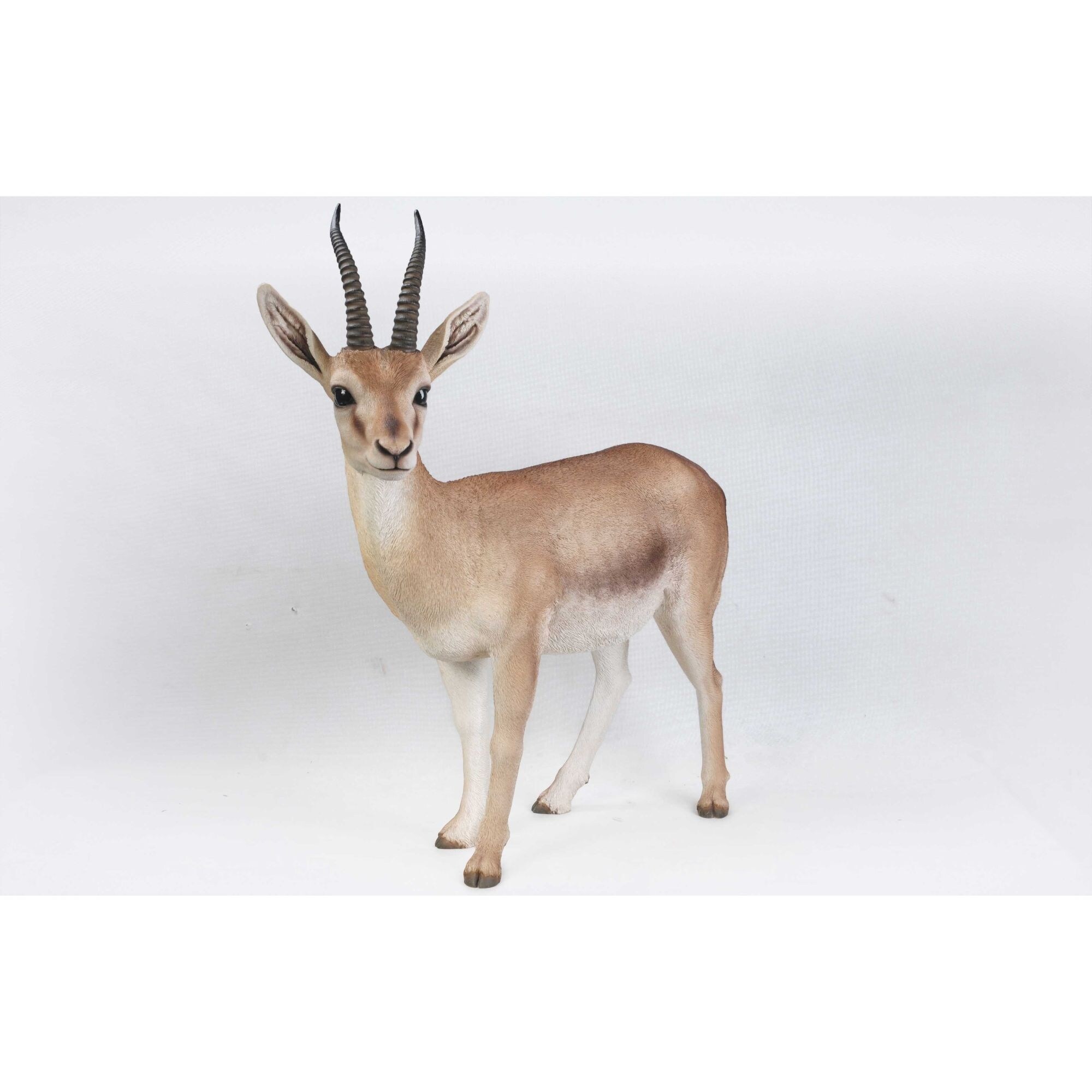 gazelle 34