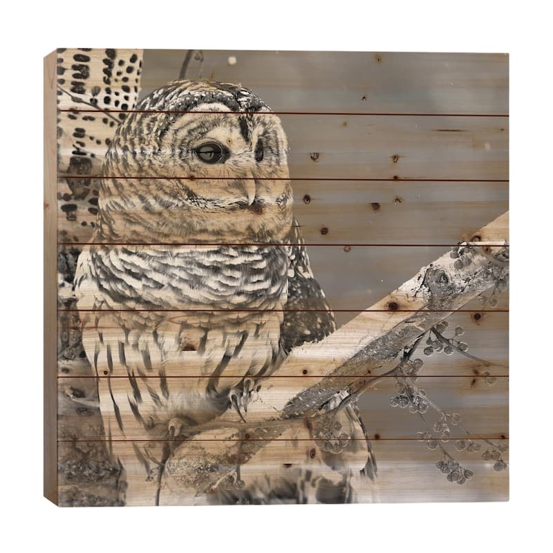 White Owl Print On Wood by PhotoINC Studio - Multi-Color - 26x26x1.5