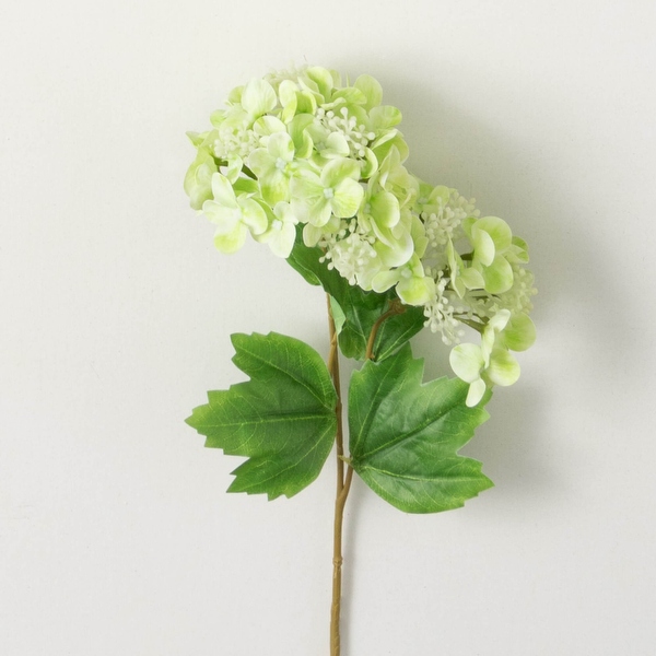 Hydrangea4936　0901 DirectFloral. 21