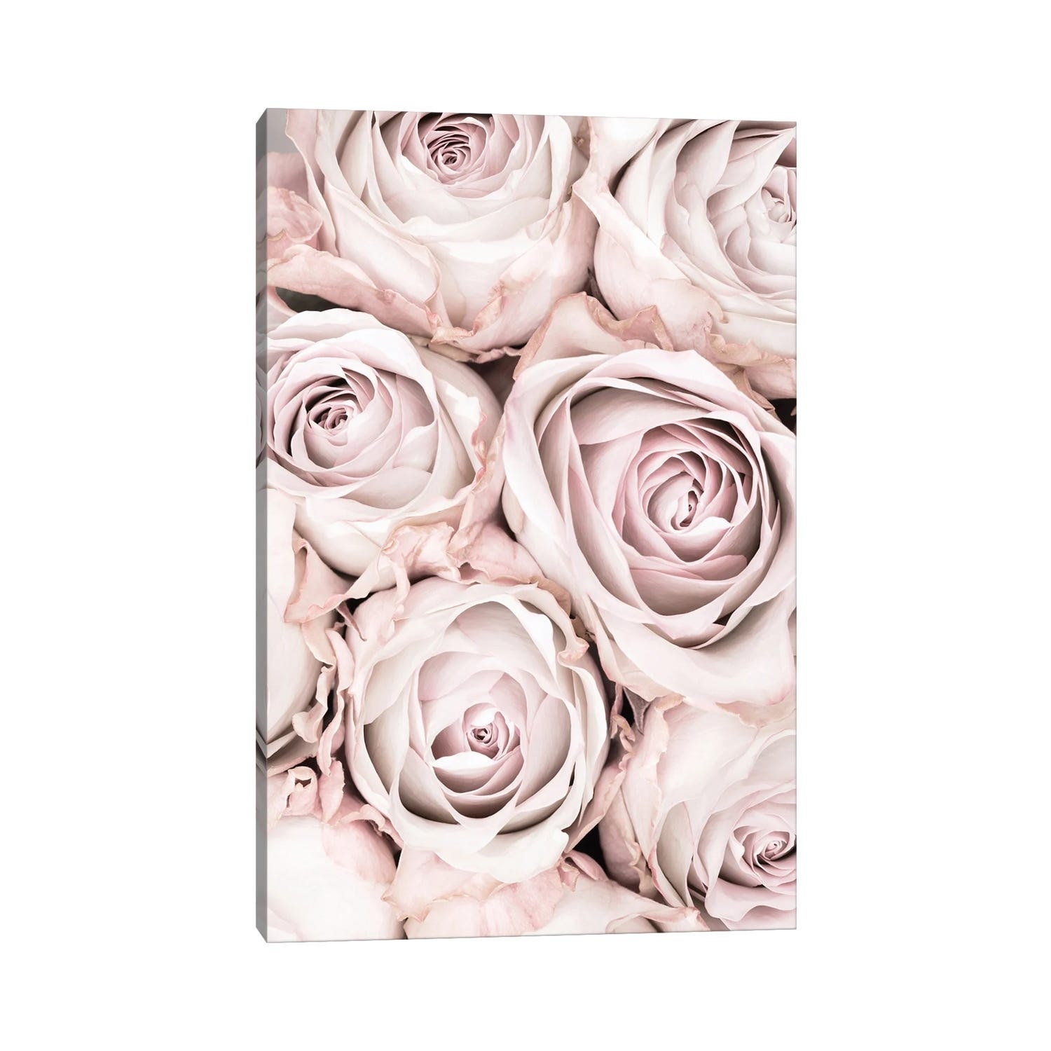 iCanvas "Pink Roses I" by 1X Studio Canvas Print
