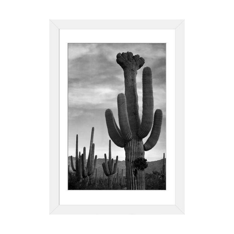 iCanvas "Saguaros, Saguaro National Monument" by Ansel Adams - White - 32x24x1