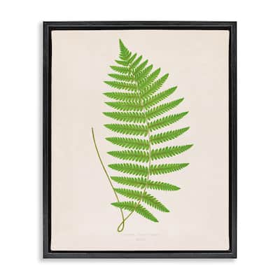 Stupell Single Fern Branch Framed Floater Canvas Wall Art Design By Phillipa Katz