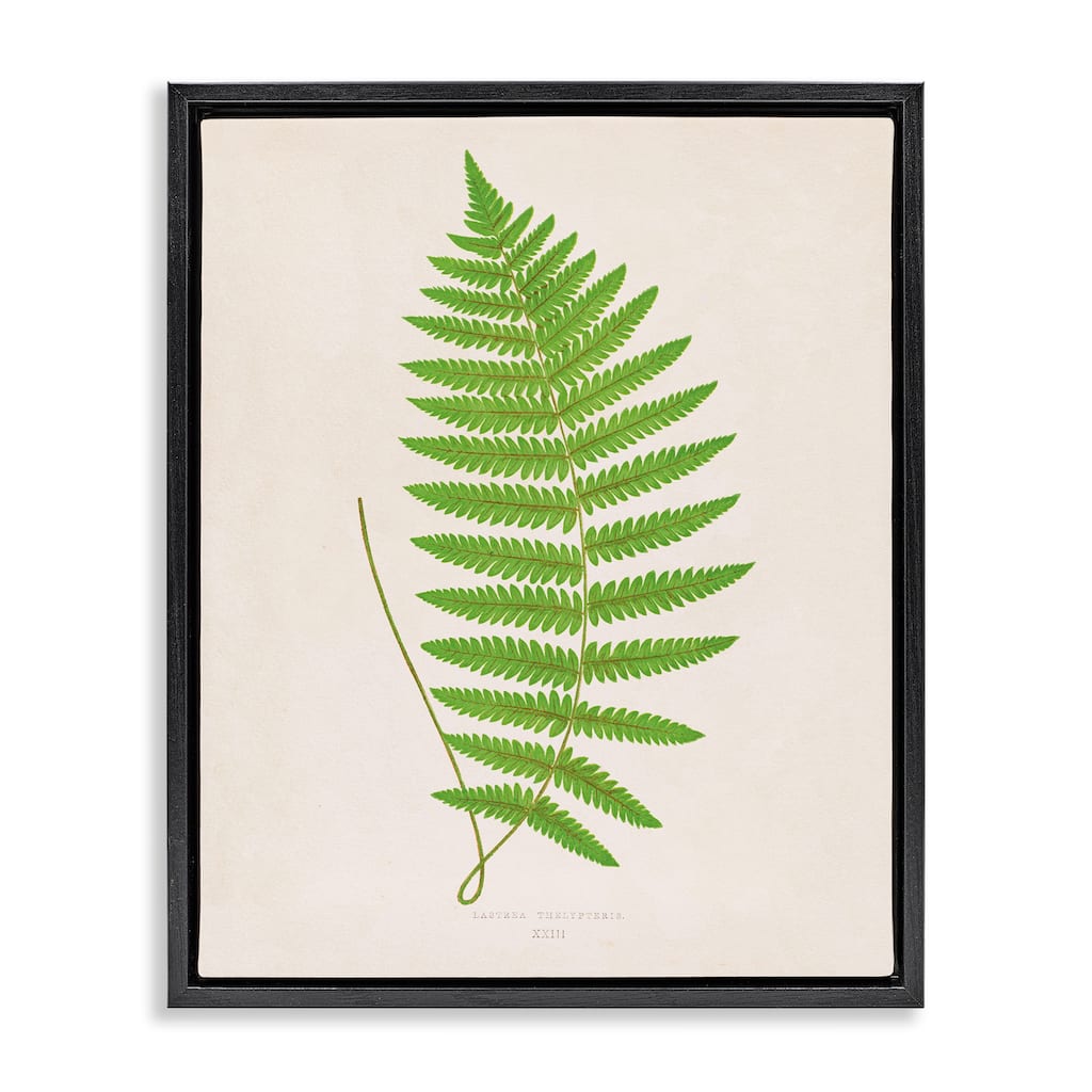 Stupell Single Fern Branch Framed Floater Canvas Wall Art Design By Phillipa Katz