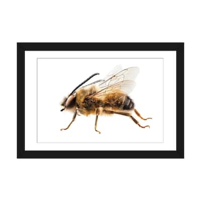 iCanvas "Bee Species Eucera Longicornis Common Name Solitary Miner Bee" by Paul Rommer