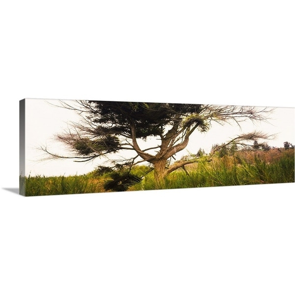 "Tree and plants in an Arboretum, Washington Park, Seattle, Washington State" Canvas Wall Art