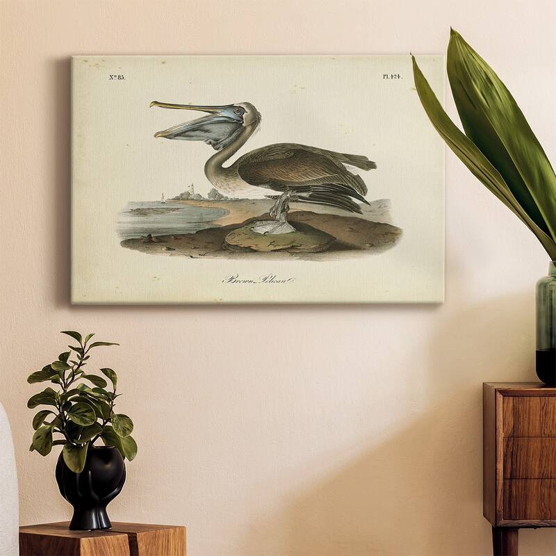 Audubons Brown Pelican Premium Gallery Wrapped Canvas - Ready to Hang