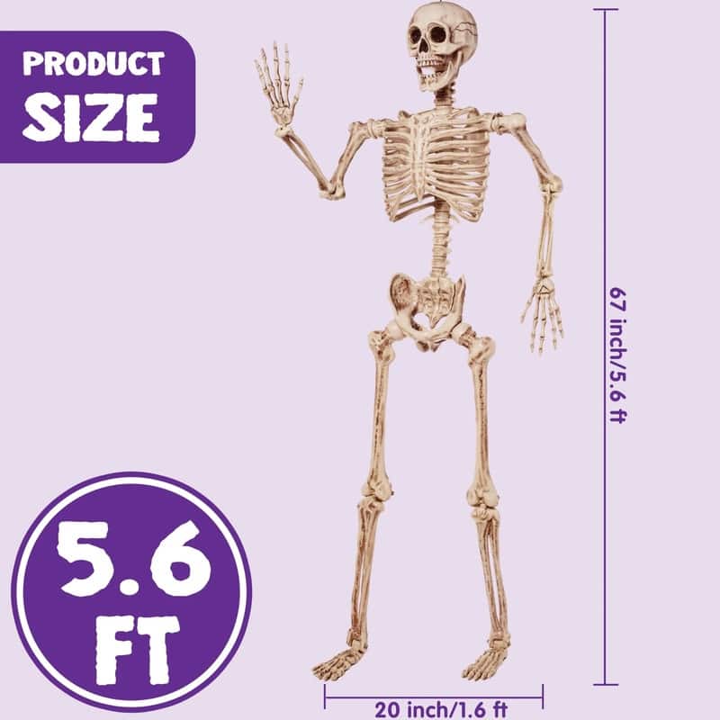 5.6 FT Halloween Posable Body Skeleton