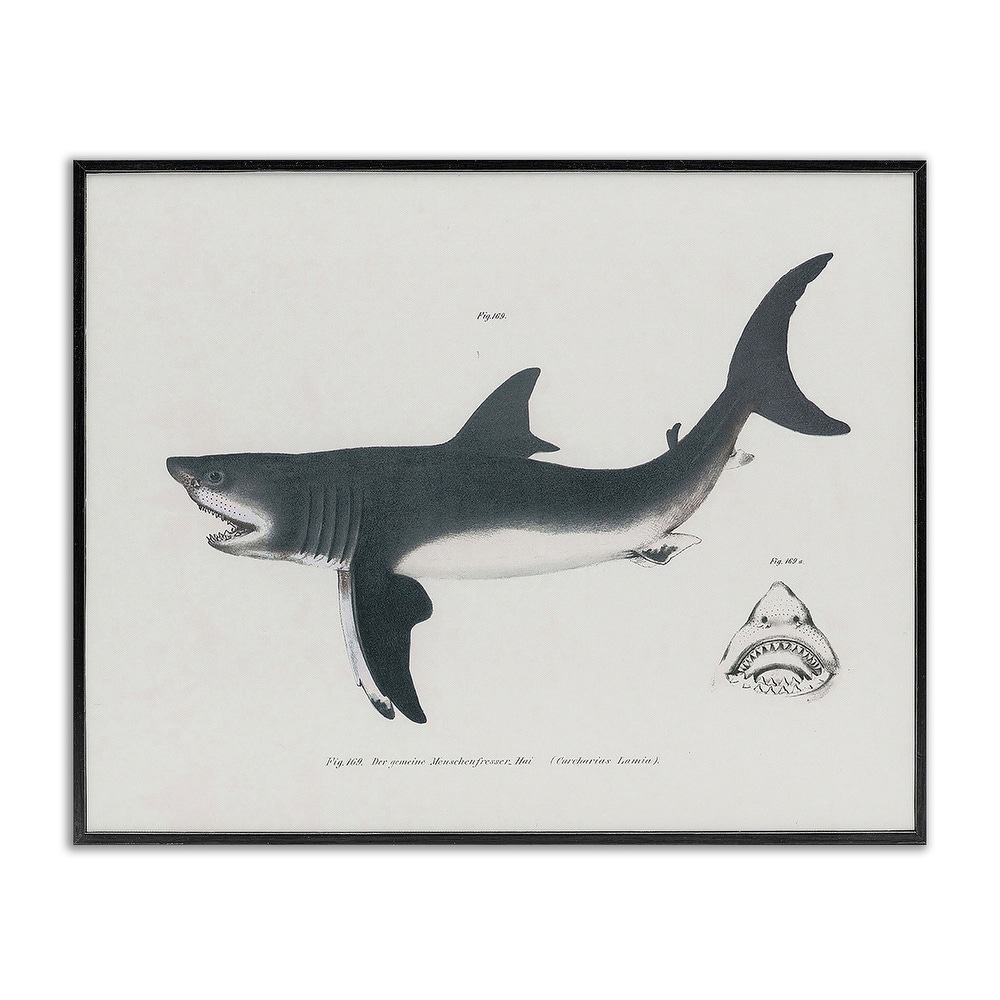 Stupell Detailed Shark Diagram Framed Giclee Art Design By Phillipa Katz