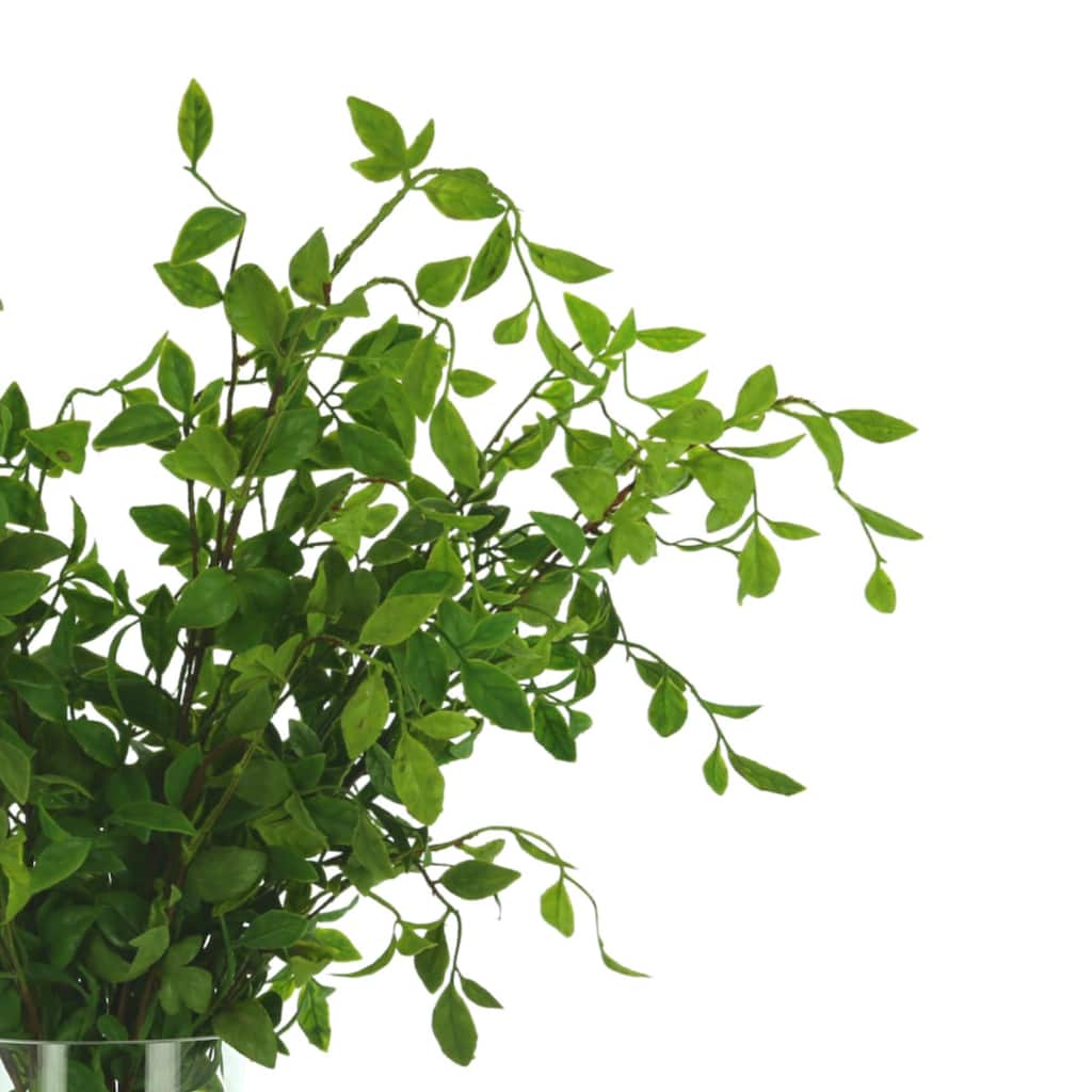 Organic Modern Nandina Arranged in Glass Vase - Green