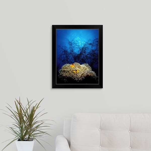 "Mat anemone and Allards anemonefish (Amphiprion allardi) in the ocean" Black Framed Print