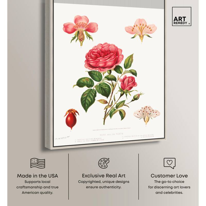Rose and its parts (1872) Canvas by Art Remedy