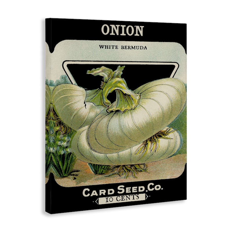 Stupell Vintage Garden Onion Canvas Wall Art Design By Lil' Rue