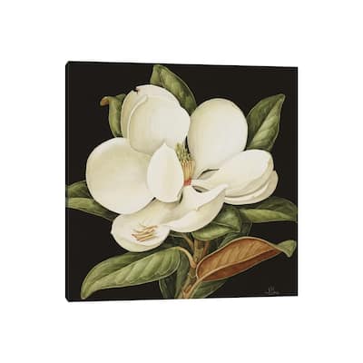 iCanvas "Magnolia Grandiflora, 2003 " by Jenny Barron Canvas Print