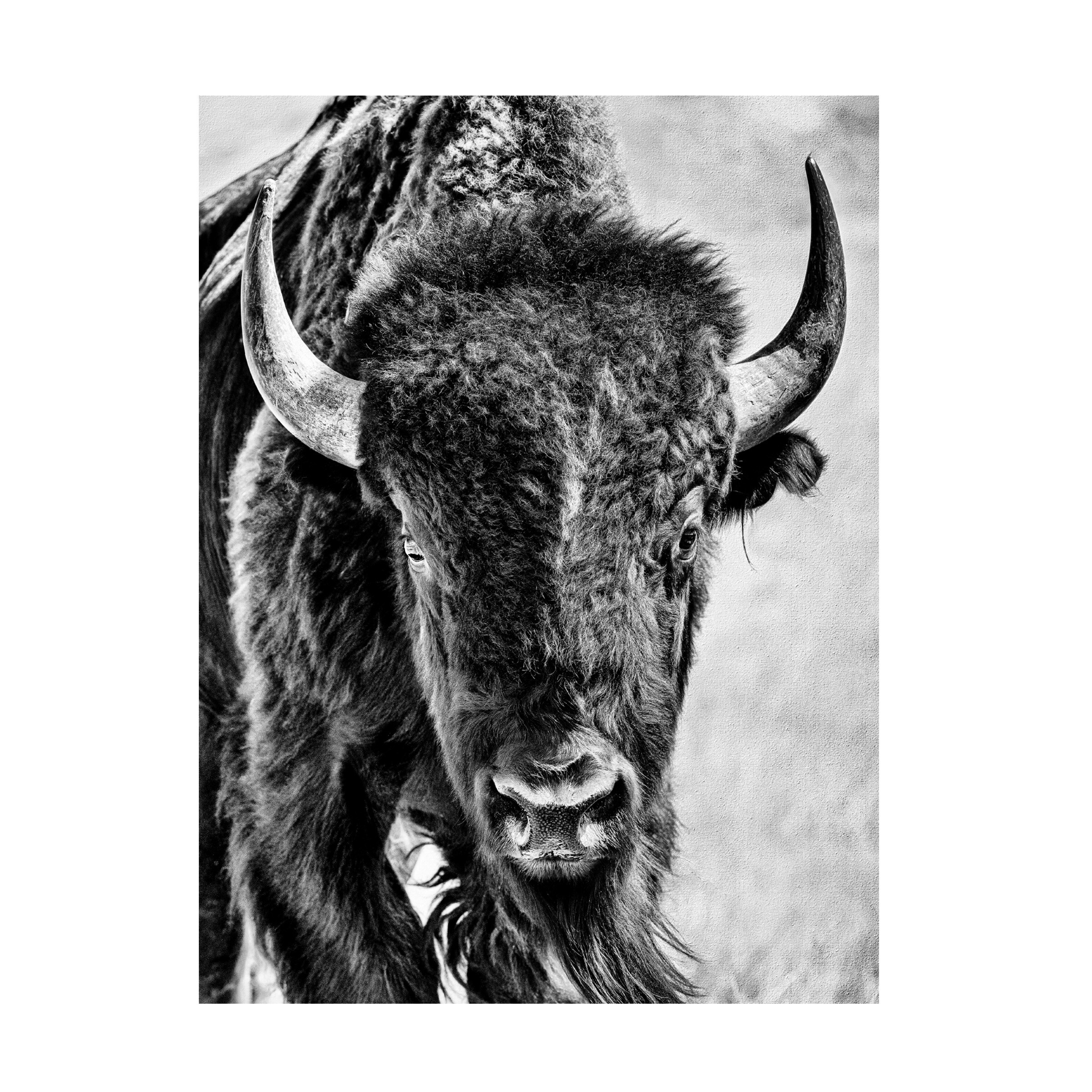 PHBurchett 'Buffalo Portrait' Canvas Art