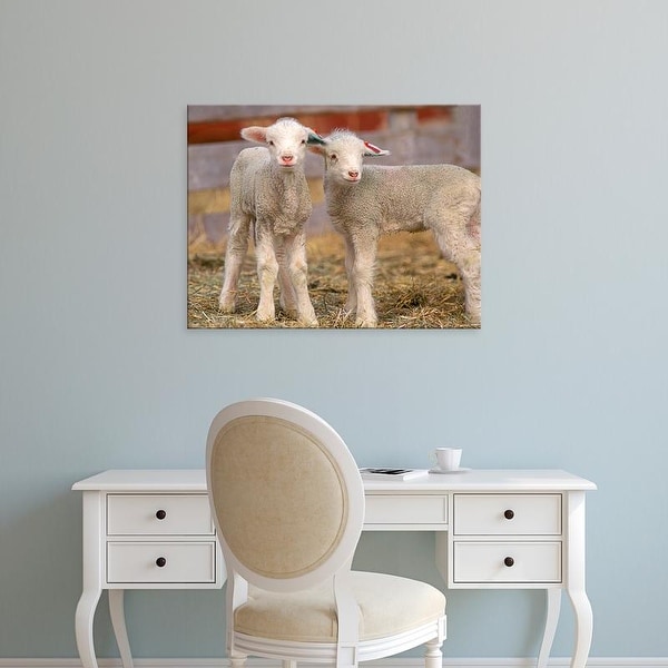 Easy Art Prints Chuck Haney's 'Pair Of Commercial Targhee Lambs' Premium Canvas Art