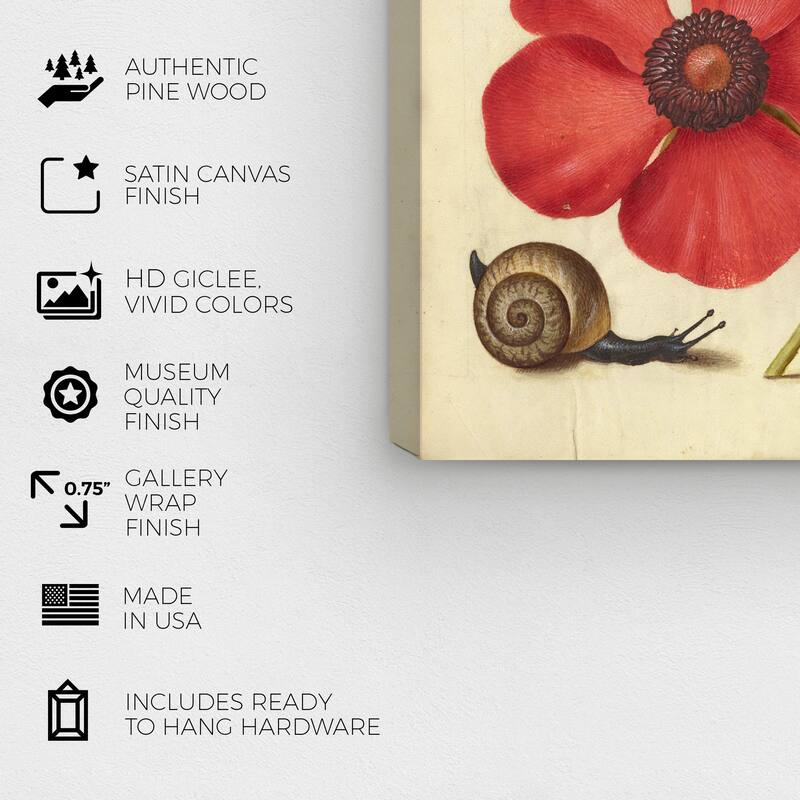 Wynwood Studio Canvas Floral and Botanical Hoefnagel - Terrestrial Mollusk Poppy Anemone and Crane Fly Wall Art Canvas Print