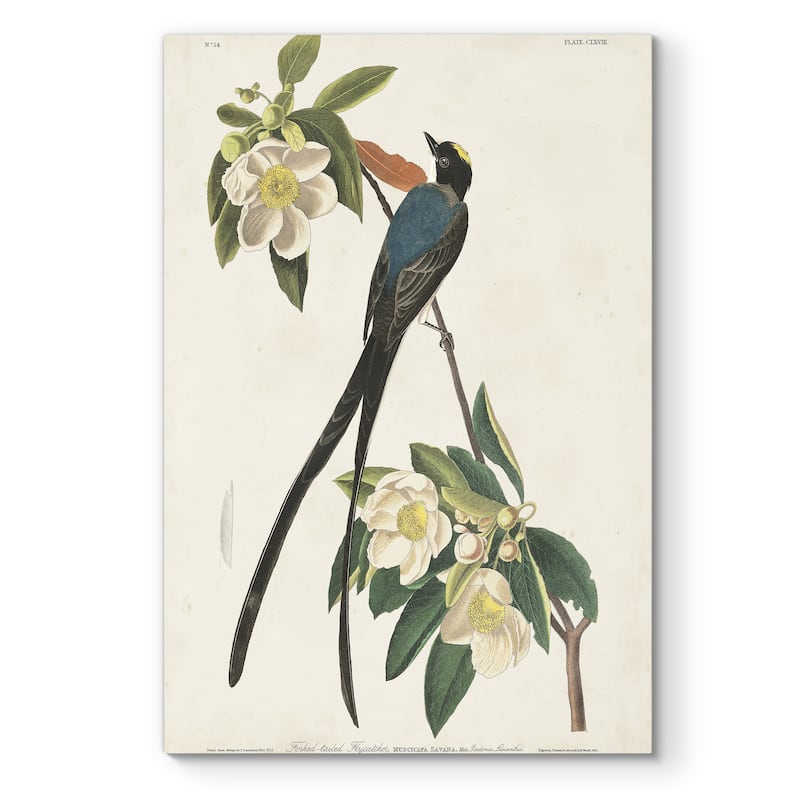 Pl 168 Fork-tailed Flycatcher -Premium Gallery Wrapped Canvas