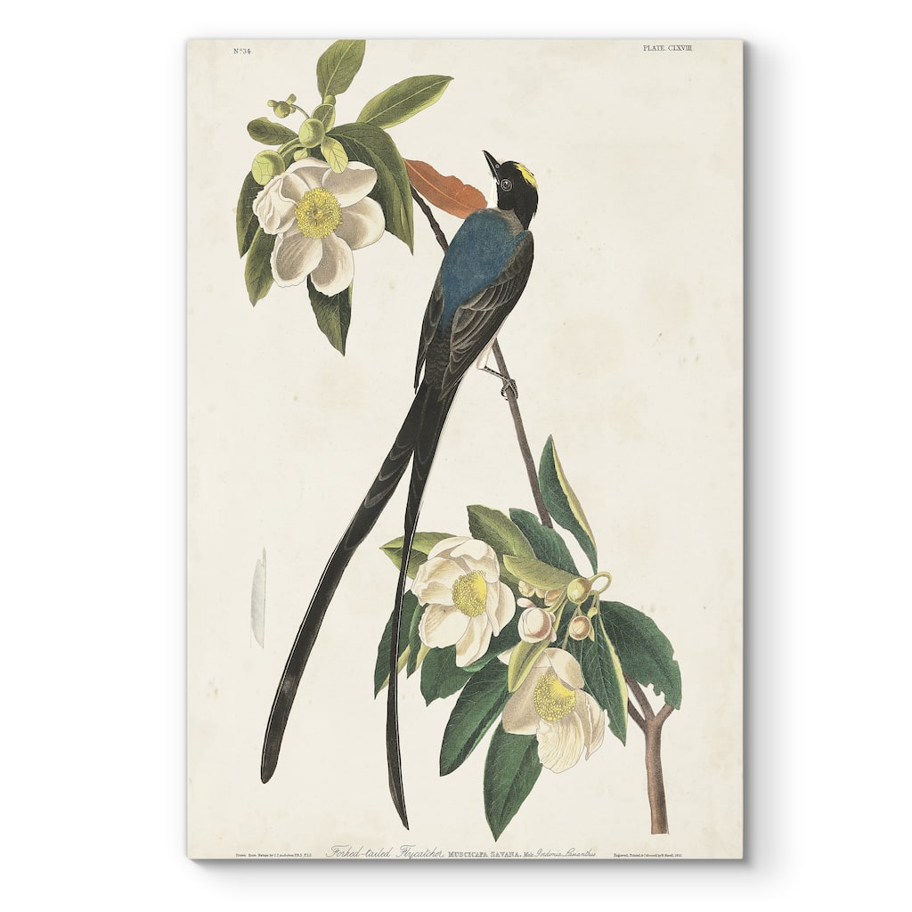 Pl 168 Fork-tailed Flycatcher -Premium Gallery Wrapped Canvas