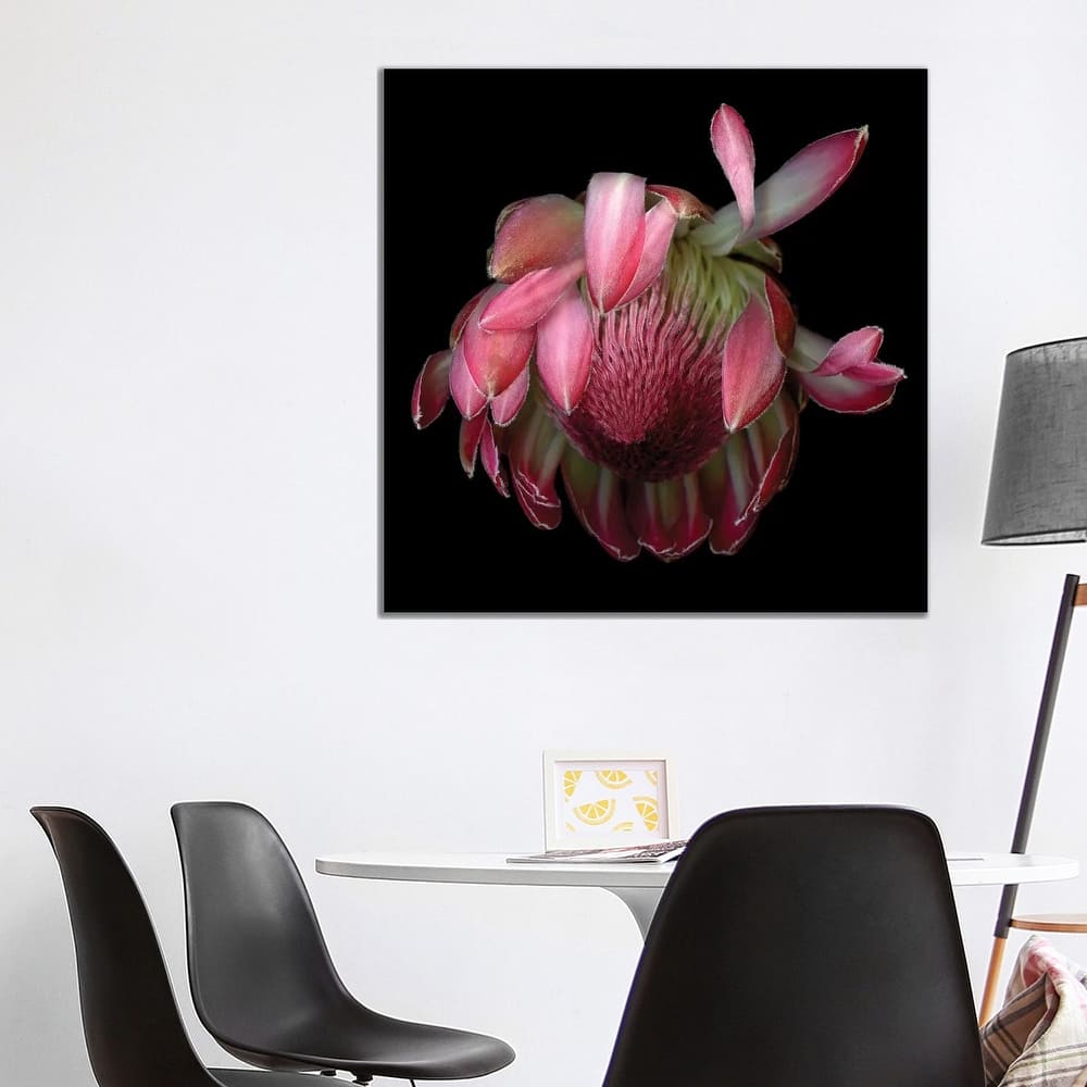iCanvas "Protea King IV" by Magda Indigo Canvas Print