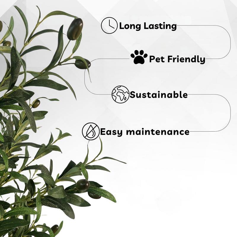 Olive Tree used in garden and outdoor, backyard