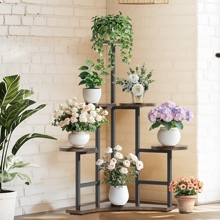 money tree plant indoor Money Tree Plant - 6 Inch Decor Pot
