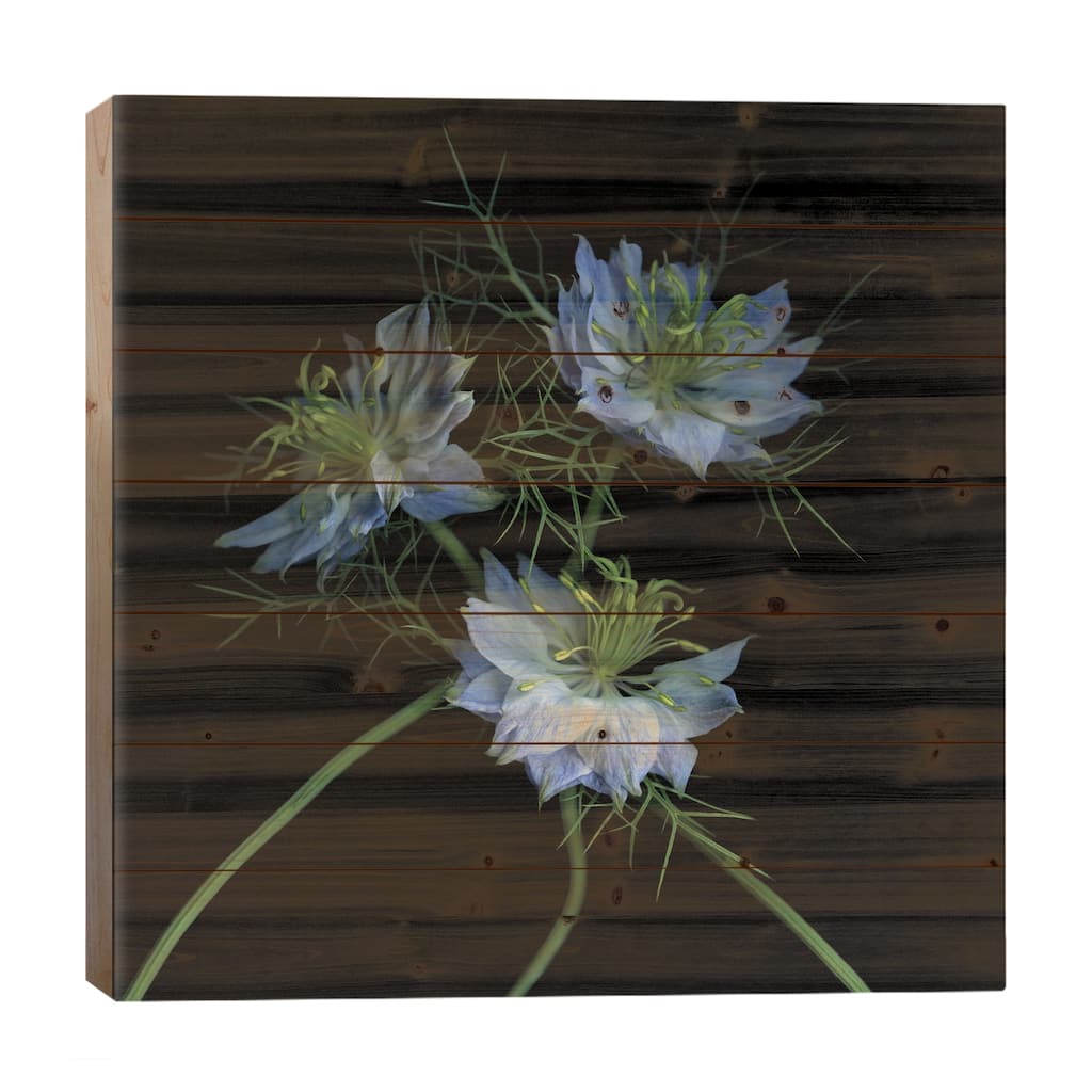 Veni… Vidi… Vici… Print On Wood by Magda Indigo - Multi-Color