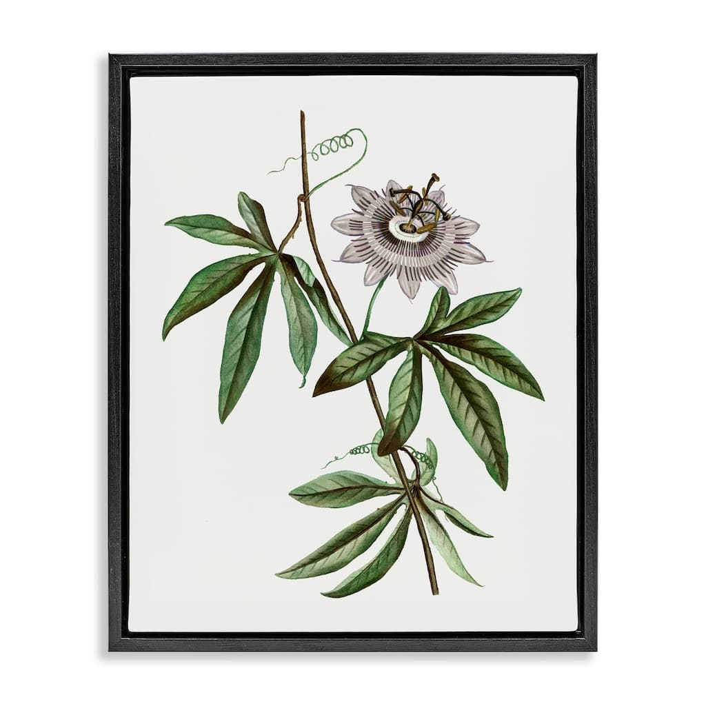 Stupell Vintage Circular Bloom Framed Floater Canvas Wall Art Design By CAD Designs