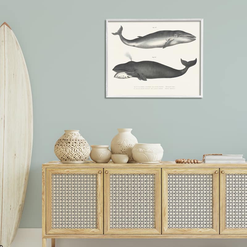 Stupell Vintage Whale Study Diagrams Framed Giclee Art Design By Phillipa Katz