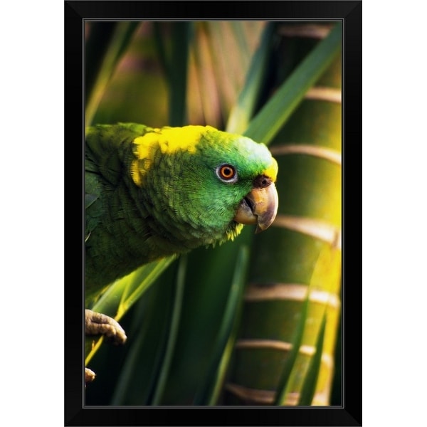 "Yellow-naped amazon parrot on perch, portrait profile, Roatan, Honduras." Black Framed Print