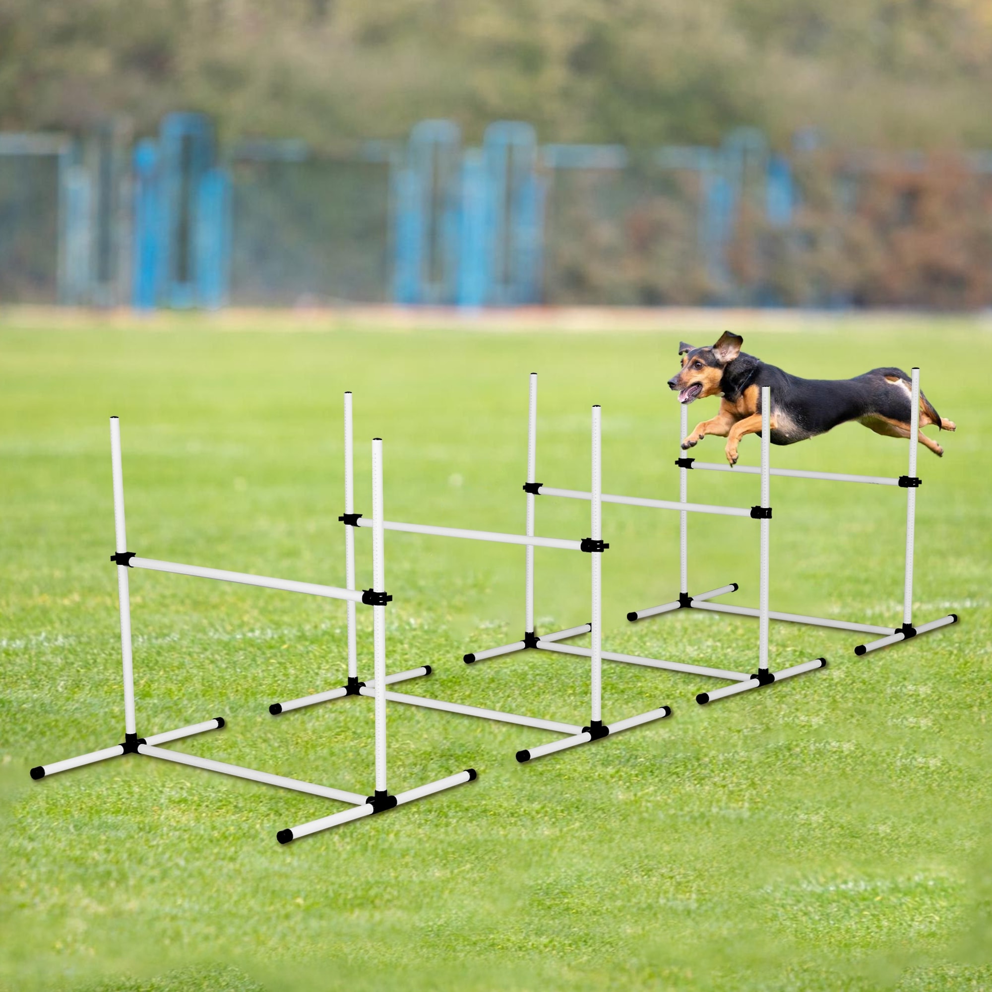 Jumping Best Small Agility Dogs Exercise Dog Jumping Hurdles For