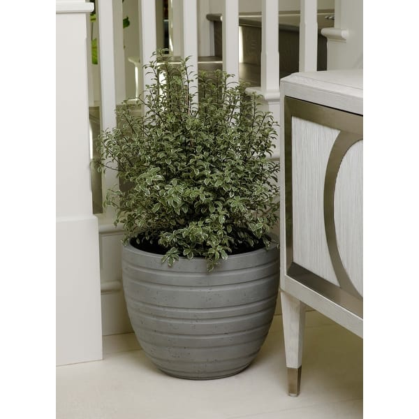 small succulent in pot Short Oval Succulent Plant Pot with Tray