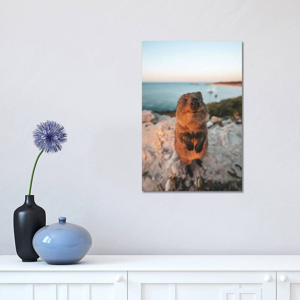 iCanvas "Cute Quokka By The Ocean" by James Vodicka Canvas Print