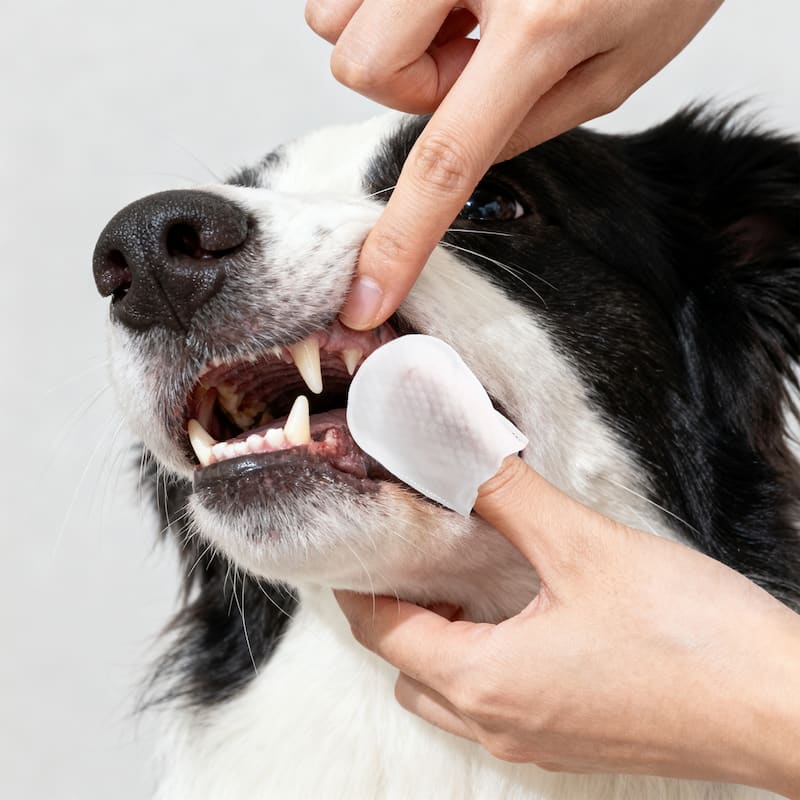 Dog Dental Finger Hypoallergenic Wipes with Extracts of Aloe Vera Leaf, Coconut Oil, Honey (60 Count) - 1-Pack - 60 Count