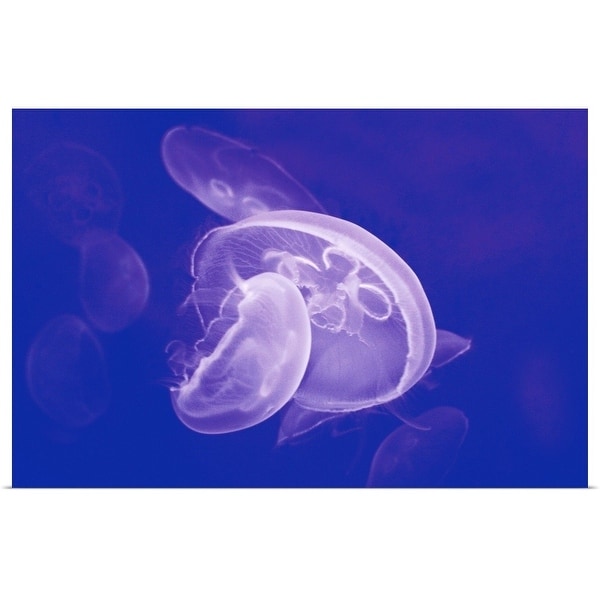 "Jellyfishes in Genova Aquarium, Italy." Poster Print