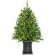 preview thumbnail 9 of 8, Fraser Hill Farm 4-Ft. Boxwood Porch Tree in Black Pot with Warm White Lights, Set of 2