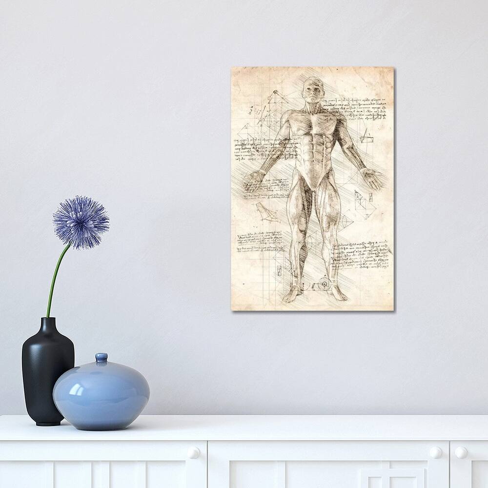 iCanvas "Human Male Muscles Anatomy" by Cornel Vlad Canvas Print