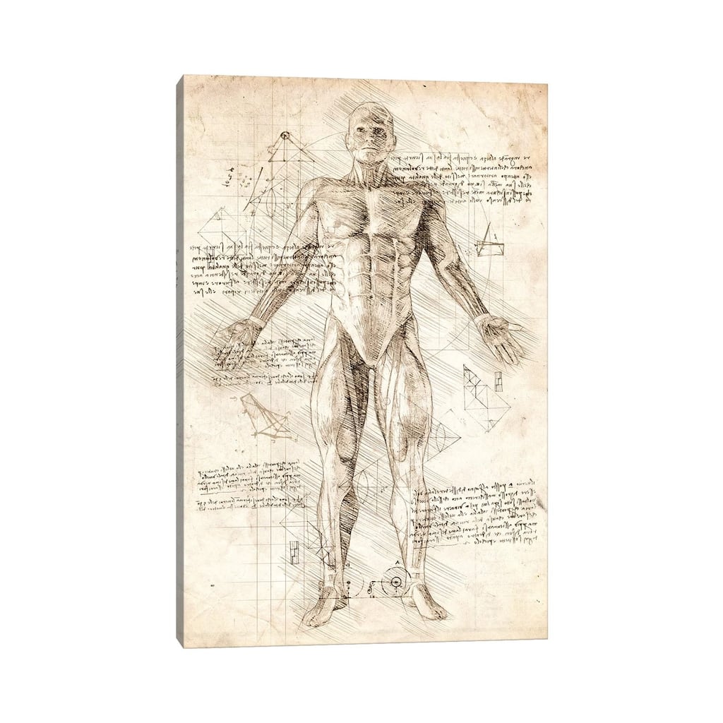 iCanvas "Human Male Muscles Anatomy" by Cornel Vlad Canvas Print