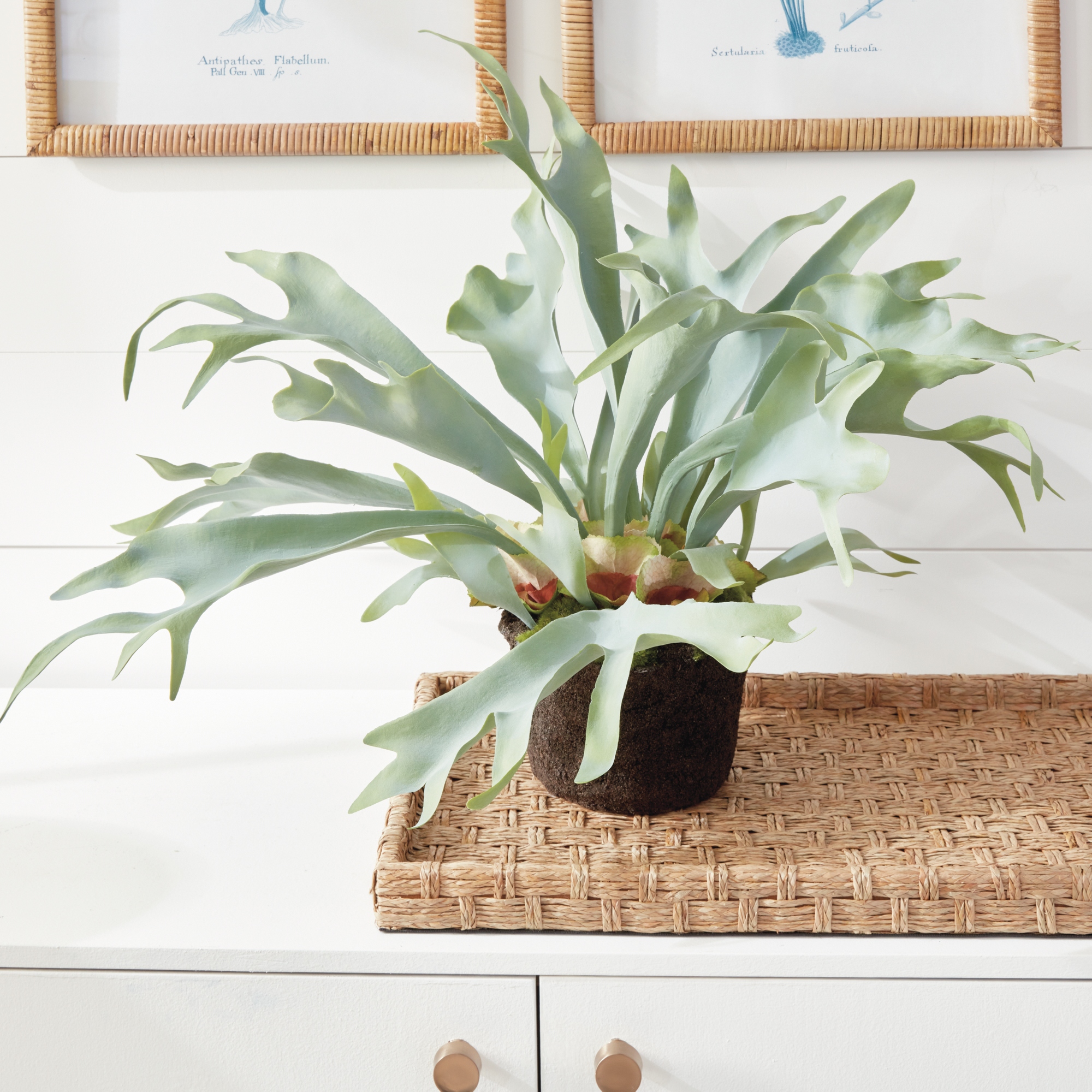 Staghorn Fern Drop-In 21" - Green