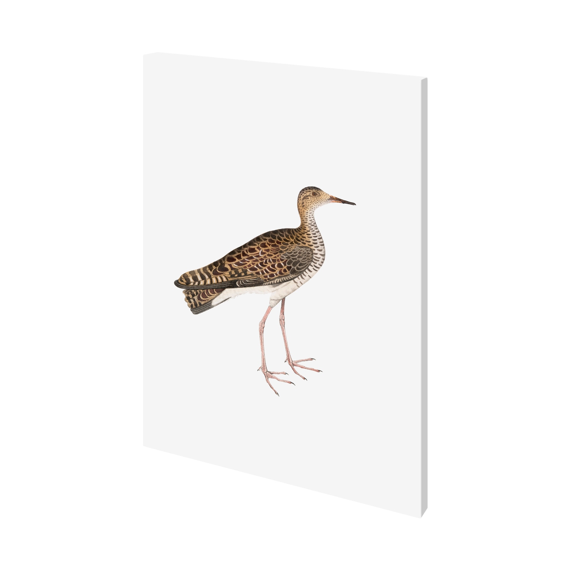 Mercana Bhegondee Snipe (27 x 36) Canvas Art Print