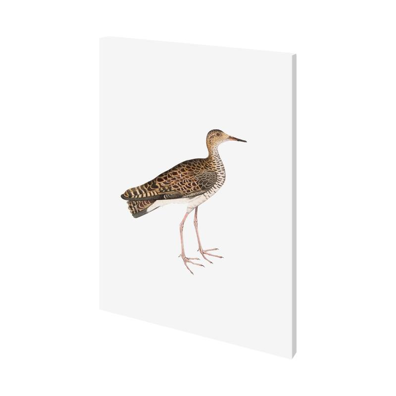 Bhegondee Snipe (36 x 48) Canvas Art Print - Large