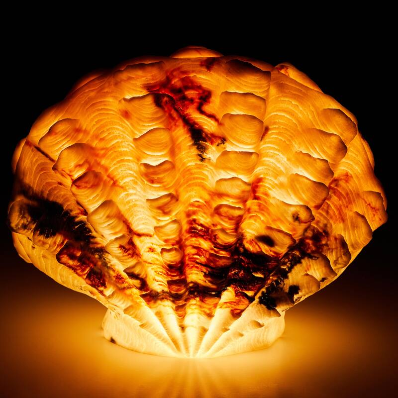 Aria Home Scallop Shell Table Lamp Sculpted Sandstone coastal accent