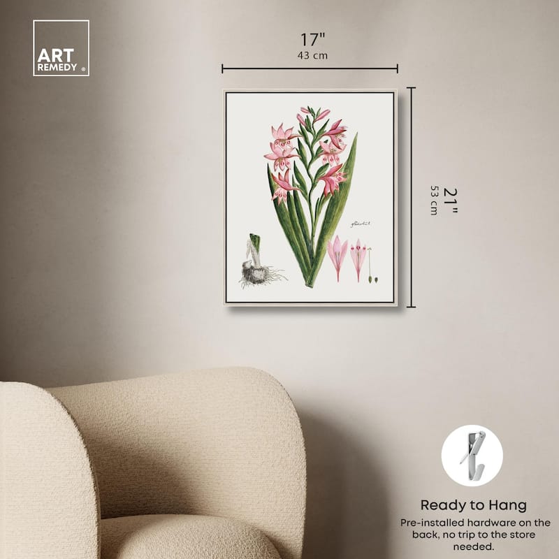 Gladiolus Carneus Canvas by Art Remedy