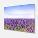 Close View of Lavender Flower Field - Oversized Landscape Glossy Metal ...
