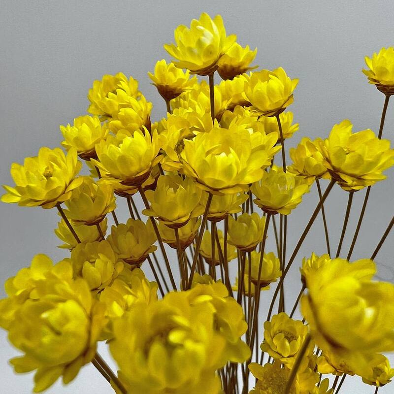 Bundle of 4 Preserved Little Star Flower,16-20" long - 16-22 inch
