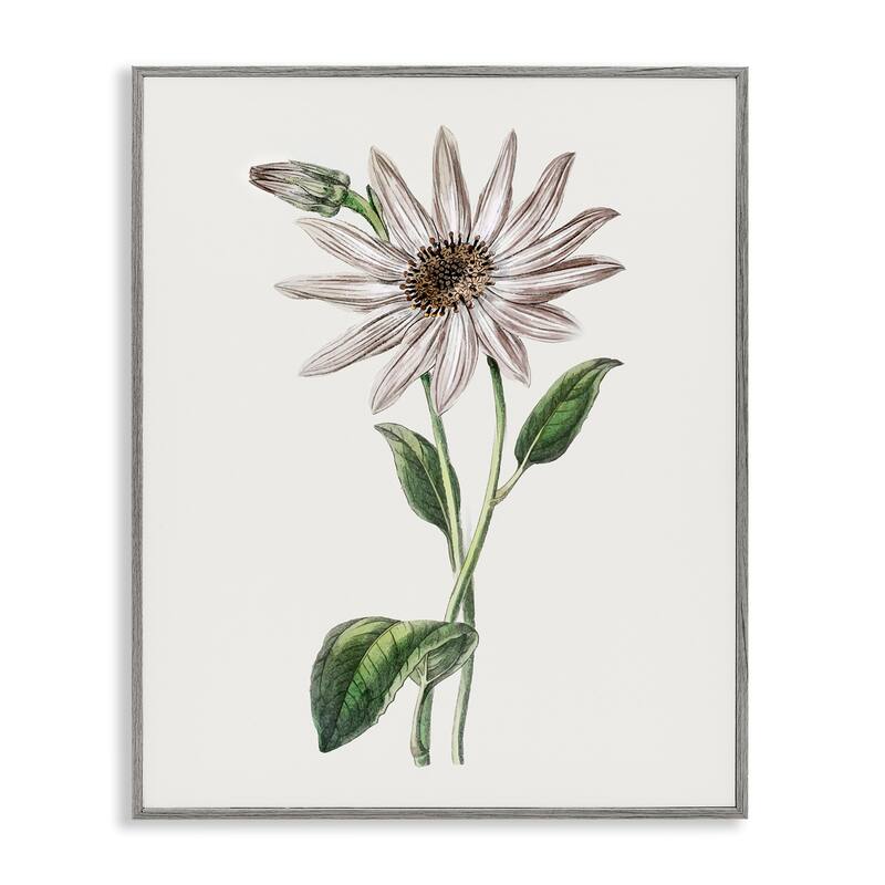 Stupell Vintage Mum Sprig Framed Giclee Art Design By CAD Designs - 16 x 20 - Grey