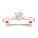 Option Rose
